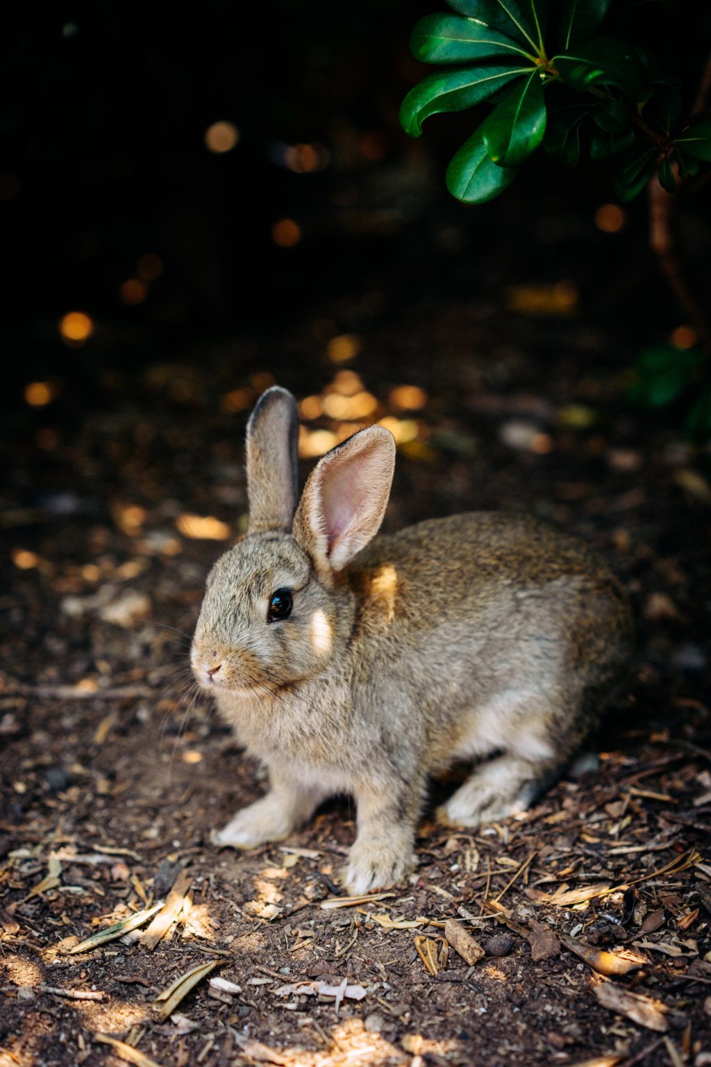 Are Rabbits Rodents? Rabbit Advisor